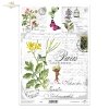 jaskółcze ziele, kwiaty, zioła, motyle*swallowtail, flowers, herbs, butterflies*Schwalbenschwanz, Blumen, Kräuter, Schmetterlinge*cola de golondrina, flores, hierbas, mariposas